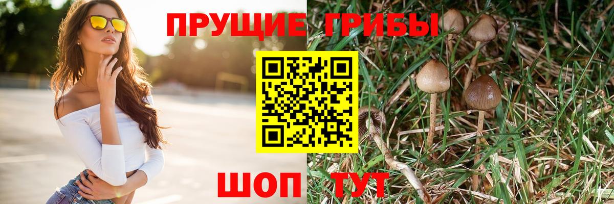 Псилоцибиновые грибы Psilocybe Гуково